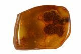 Unidentified Inclusion In Baltic Amber - Russia #96208-1
